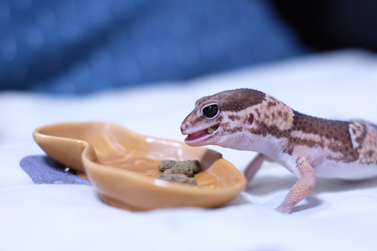 トカゲの飼い方は？ペットとして人気の種類や餌、寿命や飼育の注意点を解説の画像11