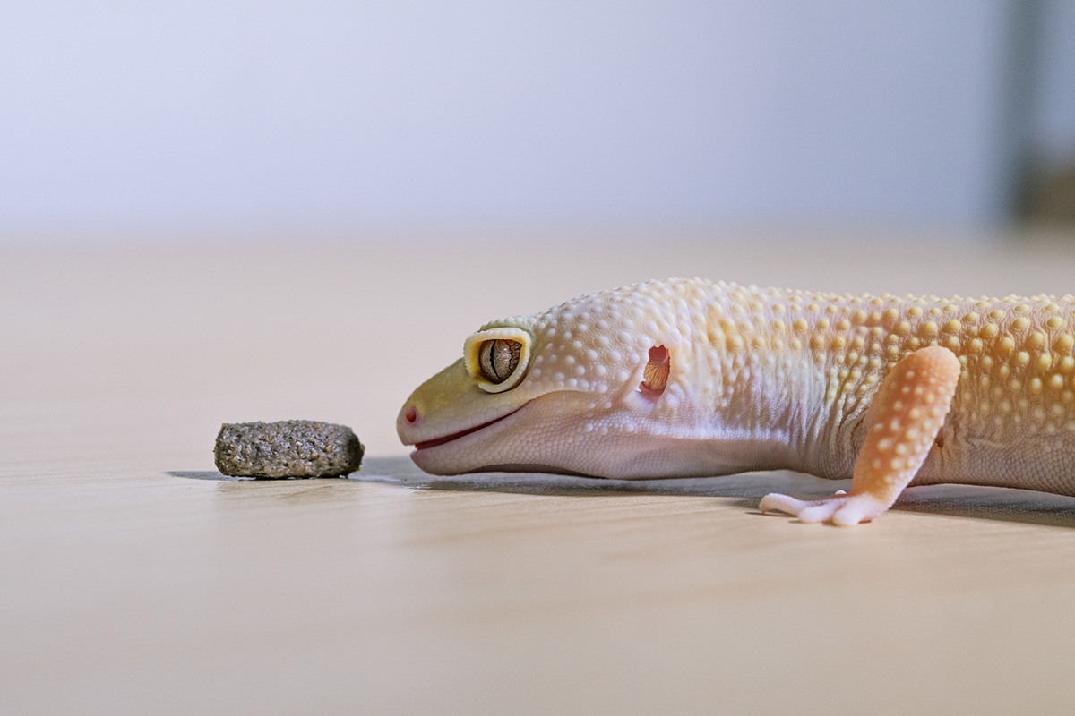 トカゲの飼い方は？ペットとして人気の種類や餌、寿命や飼育の注意点を解説の画像14