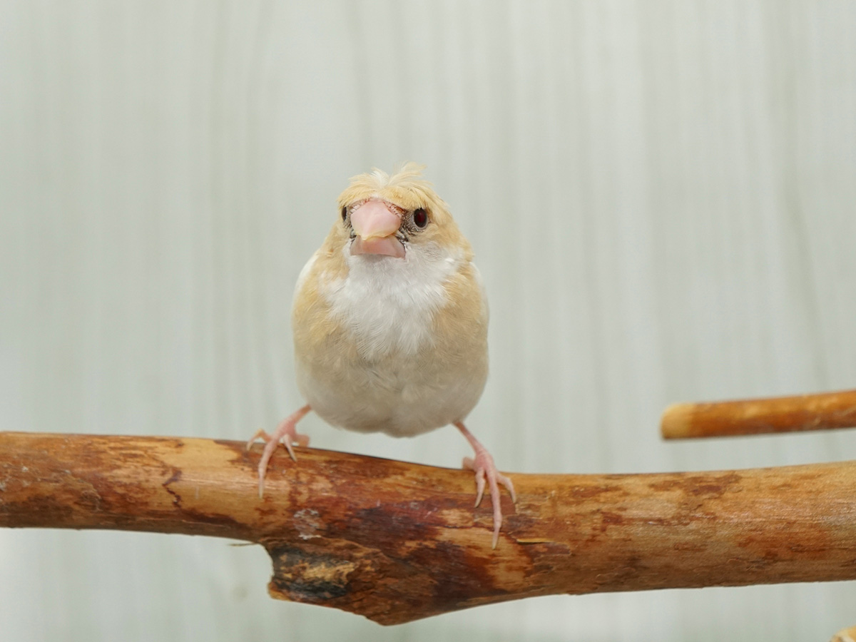 ジュウシマツってどんな鳥？種類や値段、寿命や飼い方のポイントを解説！の画像04