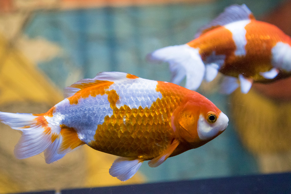 【初心者でも簡単】金魚の飼い方まとめ！必要なもの、ポンプなしで飼育できるかを解説の画像04