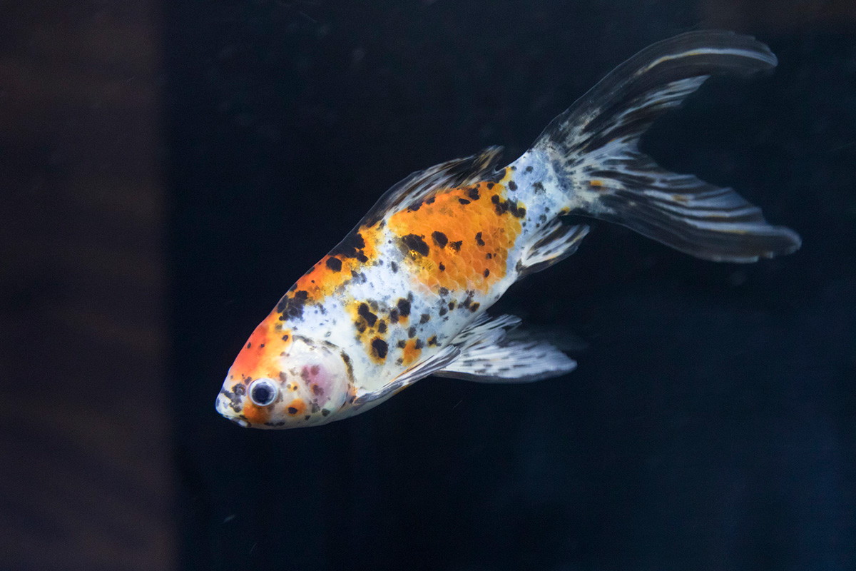 【初心者でも簡単】金魚の飼い方まとめ！必要なもの、ポンプなしで飼育できるかを解説の画像05