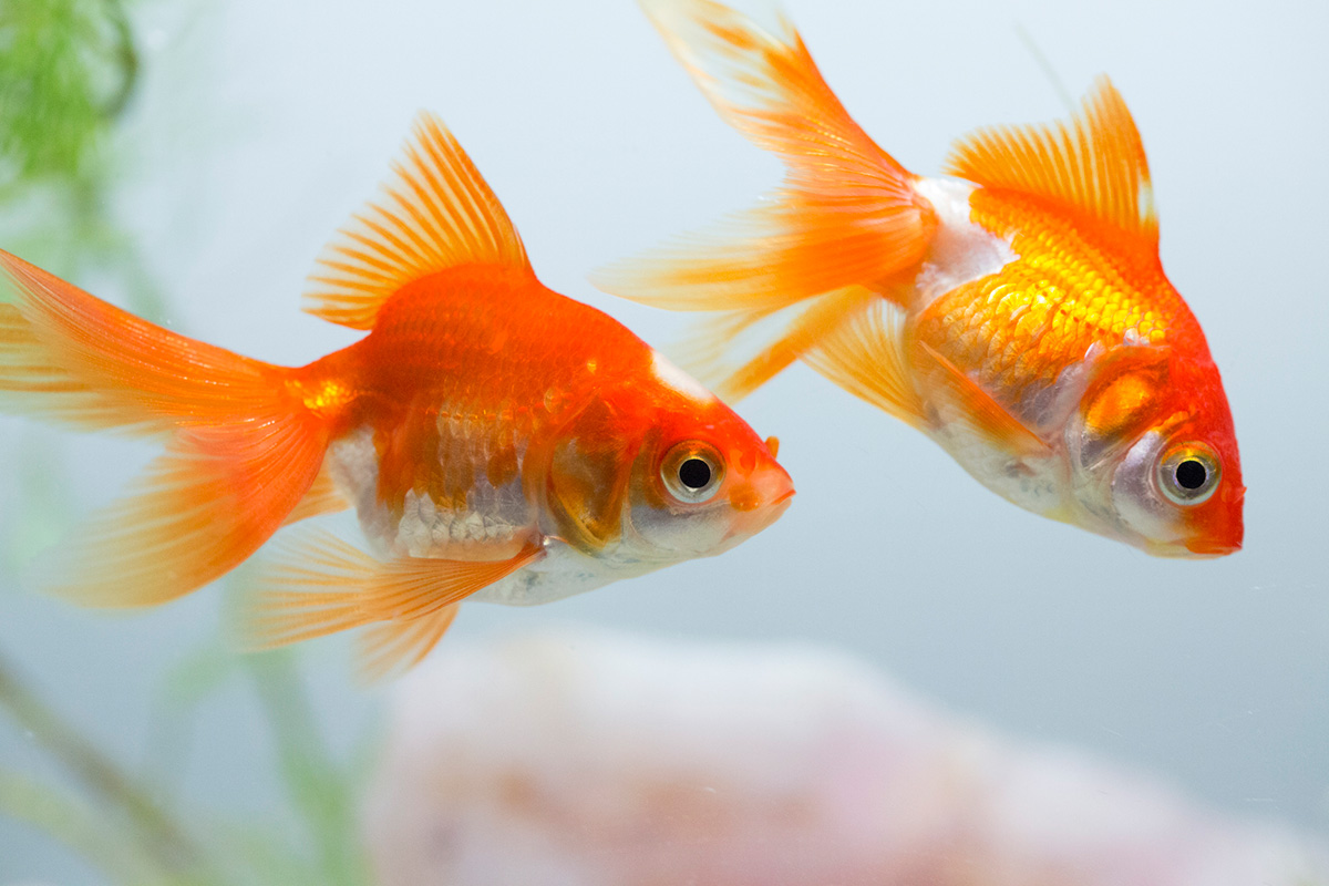 【初心者でも簡単】金魚の飼い方まとめ！必要なもの、ポンプなしで飼育できるかを解説の画像07