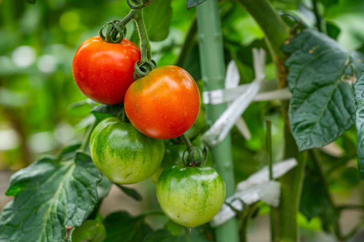 プランター野菜のおすすめ12選！家庭菜園初心者に向けて注意点・準備するものを紹介の画像03