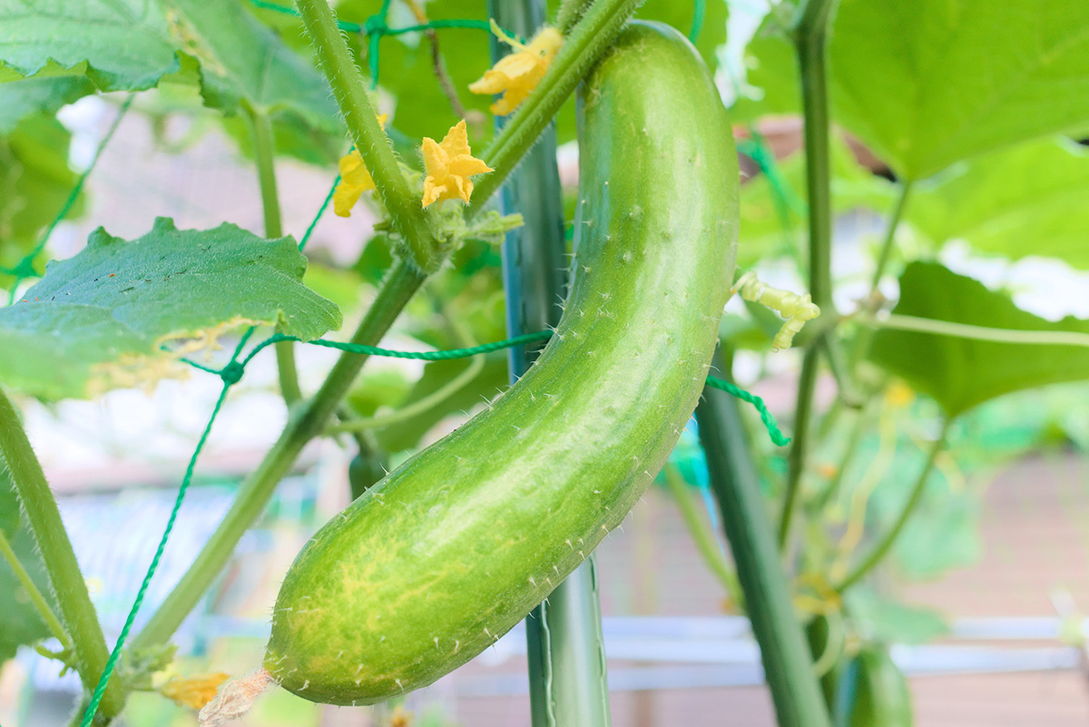 プランター野菜のおすすめ12選！家庭菜園初心者に向けて注意点・準備するものを紹介の画像07