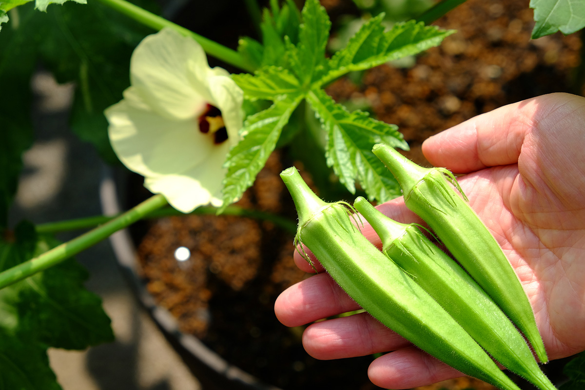 プランター野菜のおすすめ12選！家庭菜園初心者に向けて注意点・準備するものを紹介の画像08