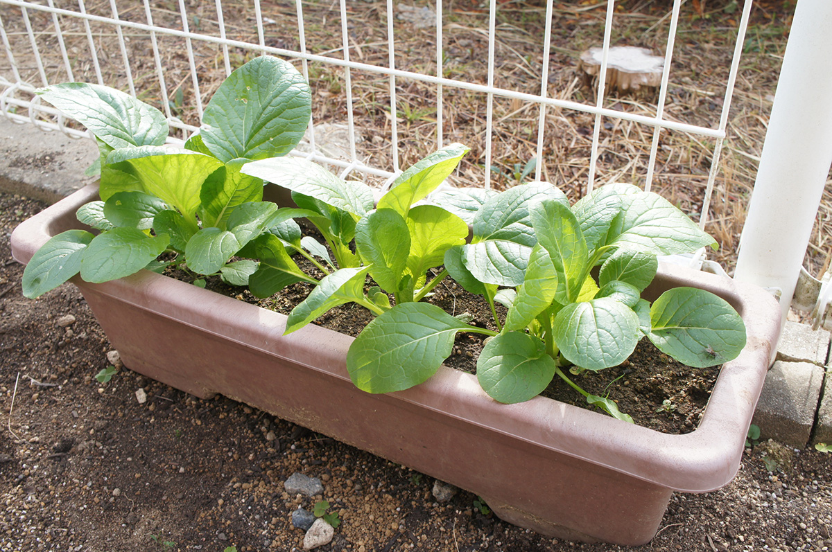 プランター野菜のおすすめ12選！家庭菜園初心者に向けて注意点・準備するものを紹介の画像11