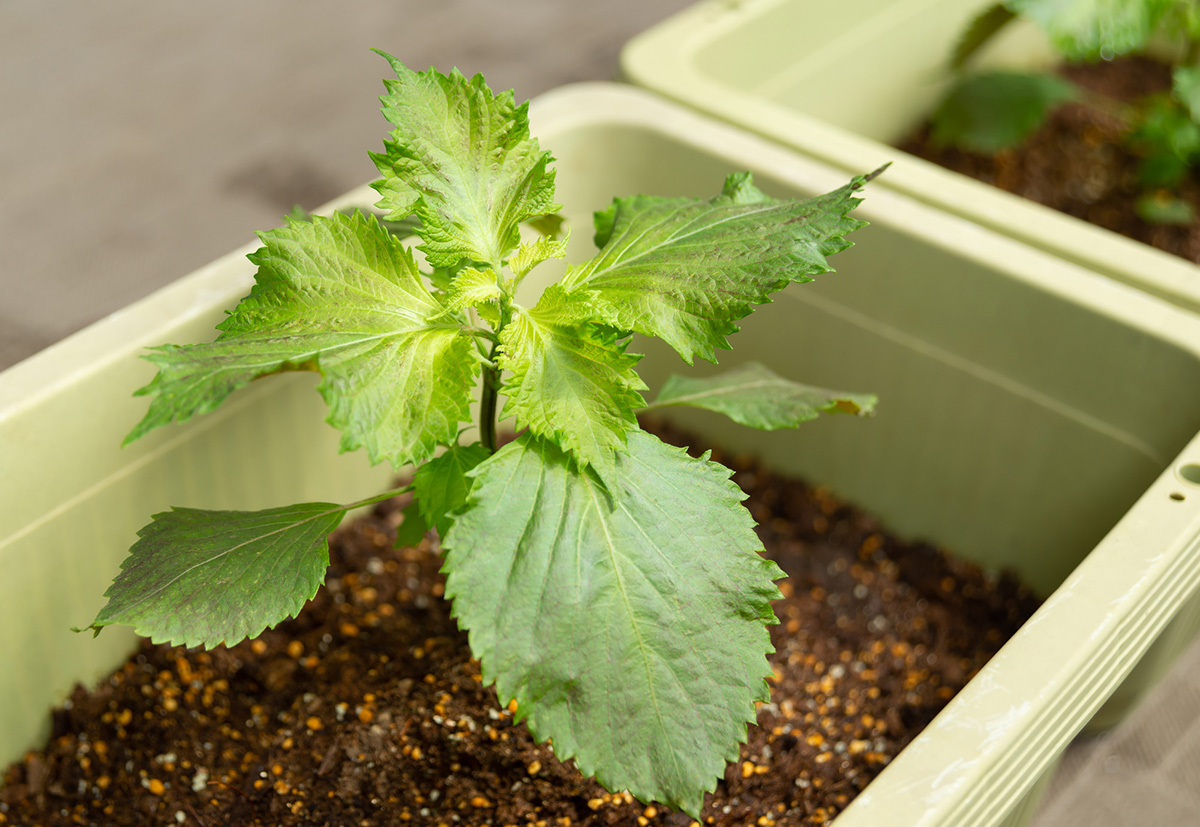 プランター野菜のおすすめ12選！家庭菜園初心者に向けて注意点・準備するものを紹介の画像13