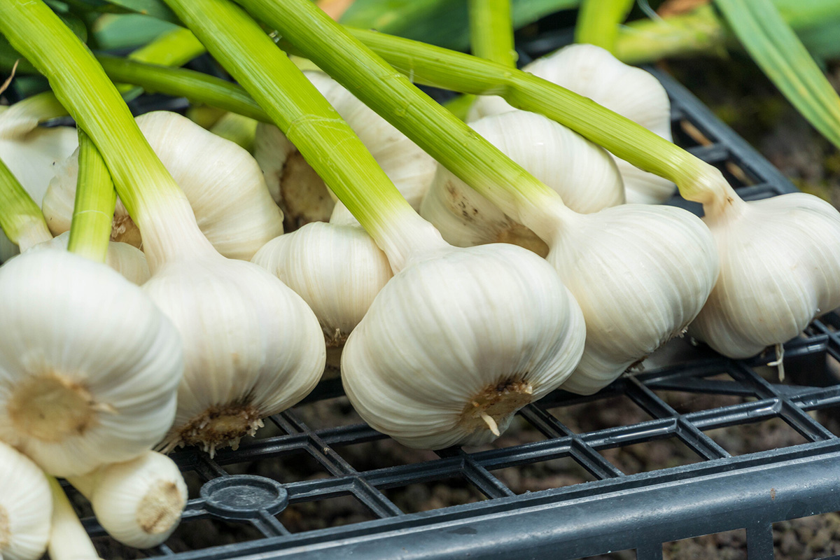 プランター野菜のおすすめ12選！家庭菜園初心者に向けて注意点・準備するものを紹介の画像14