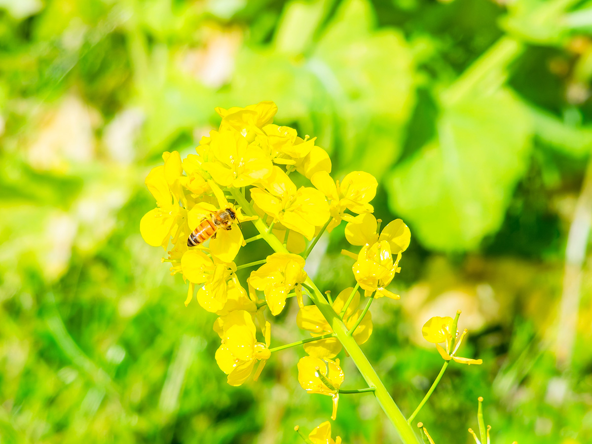 春といえば何を連想する？食べ物や行事などを紹介！の画像15