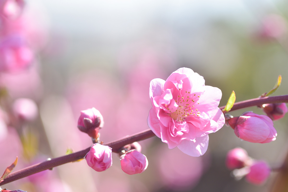 春といえば何を連想する？食べ物や行事などを紹介！の画像16