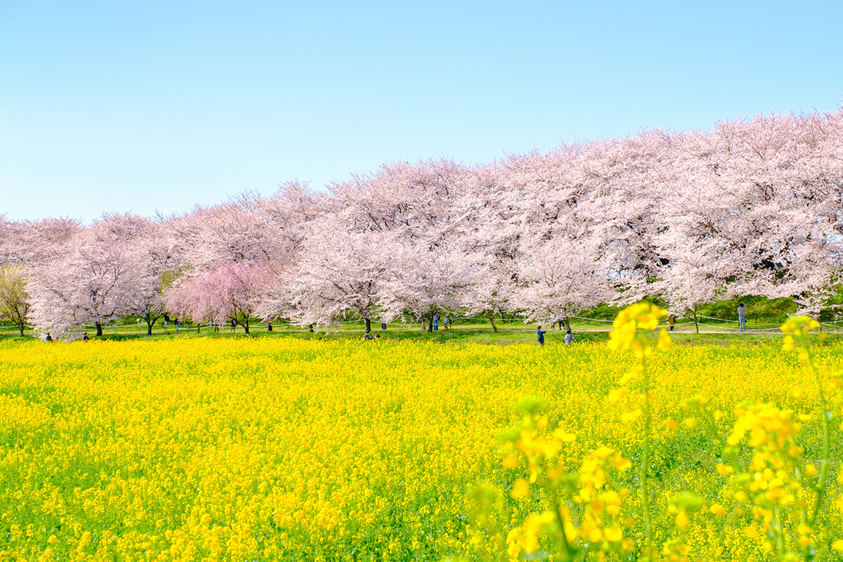 春といえば何を連想する？食べ物や行事などを紹介！の画像34