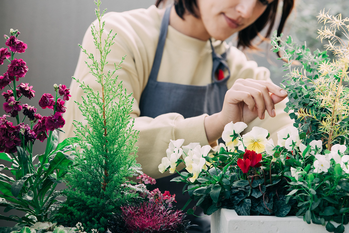 宿根草おすすめ人気ランキング18選！多年草との違いや選び方・育て方を解説の画像22