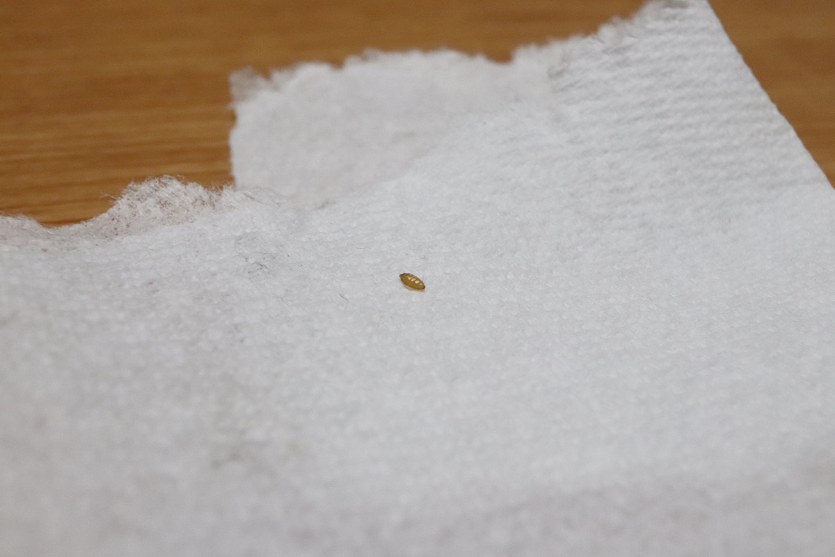 コバエの卵の駆除方法!コバエの卵を産ませない・大量発生させない予防対策の画像03