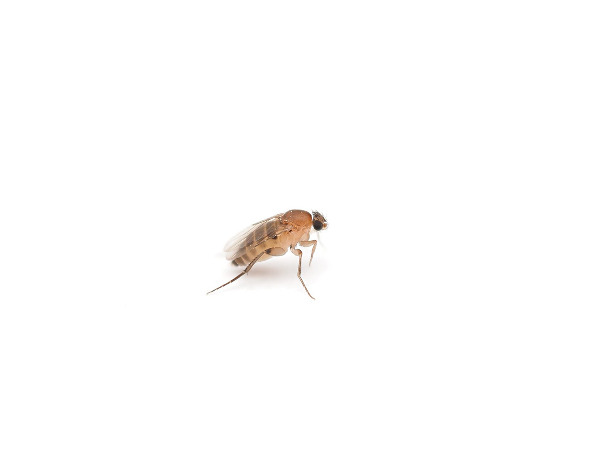 コバエの卵の駆除方法!コバエの卵を産ませない・大量発生させない予防対策の画像05