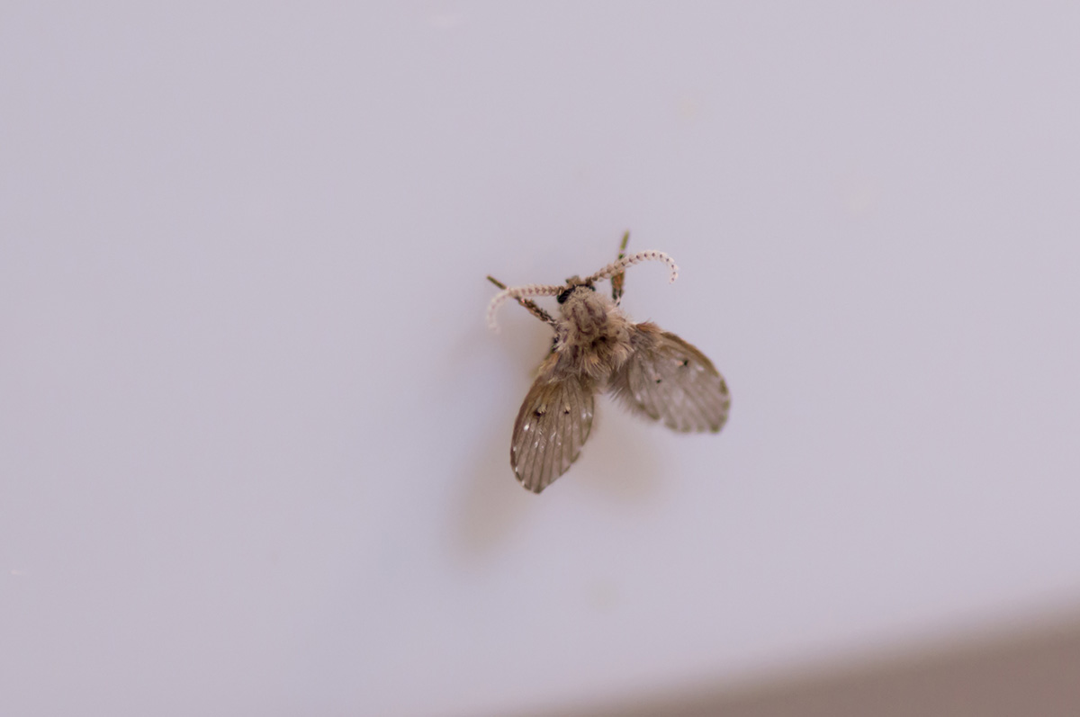 コバエの卵の駆除方法!コバエの卵を産ませない・大量発生させない予防対策の画像07