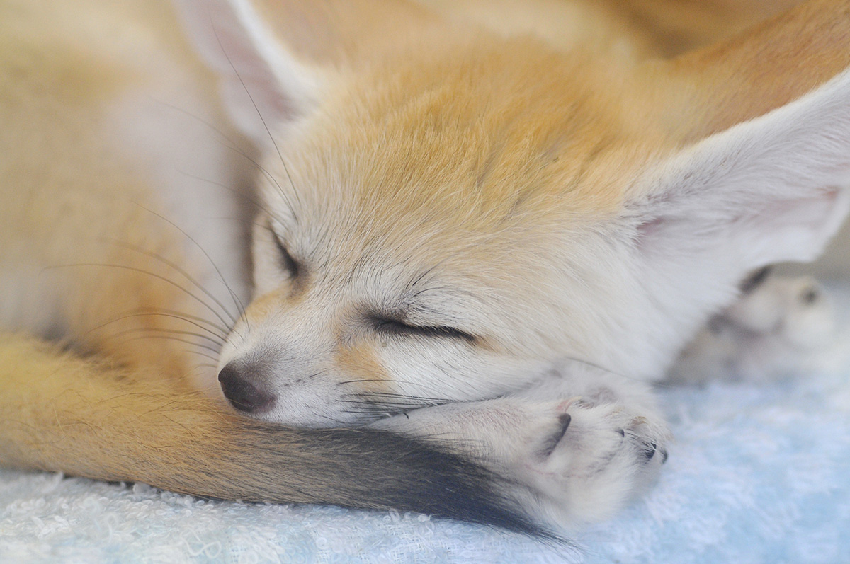 フェネックの飼い方まとめ！特徴や値段、寿命やペットにする際の注意点も解説の画像04