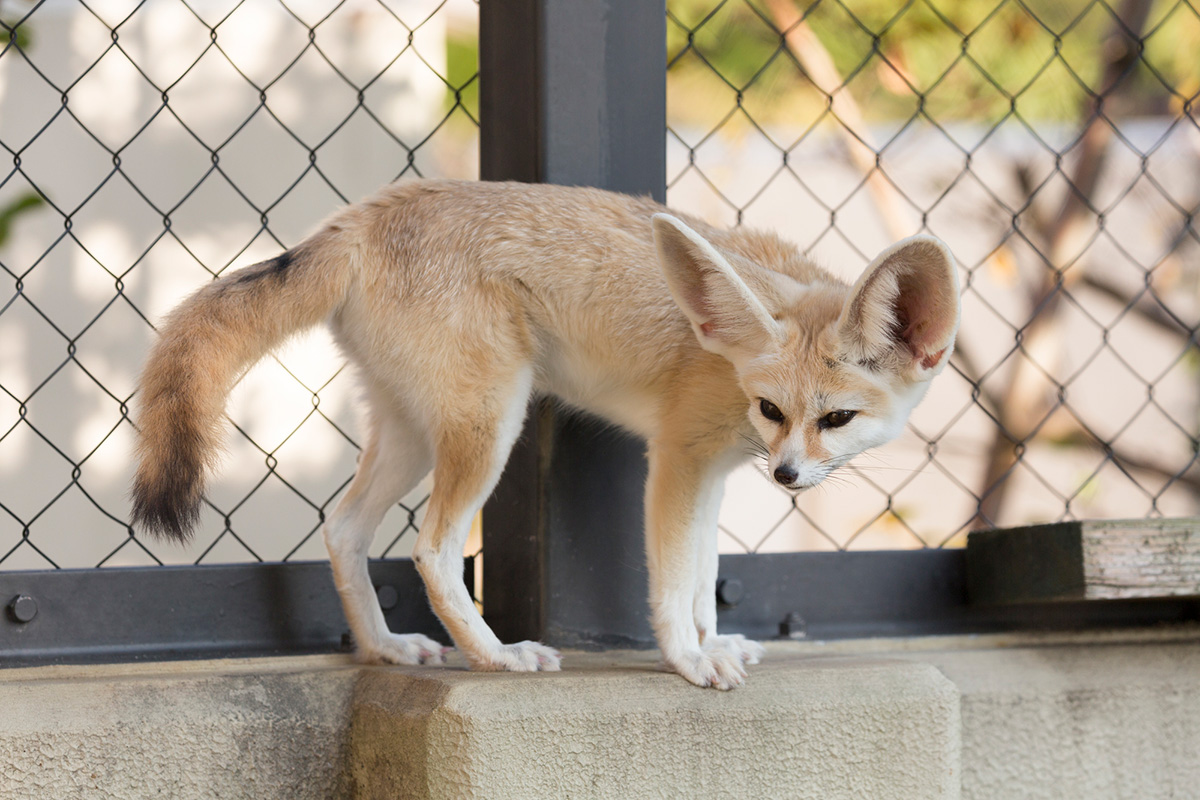 フェネックの飼い方まとめ！特徴や値段、寿命やペットにする際の注意点も解説の画像05