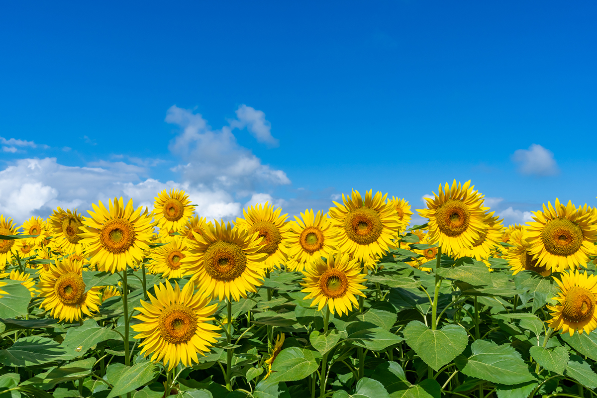 夏バテの予防・防止におすすめの食事は?簡単でおいしい対策レシピも紹介!の画像02