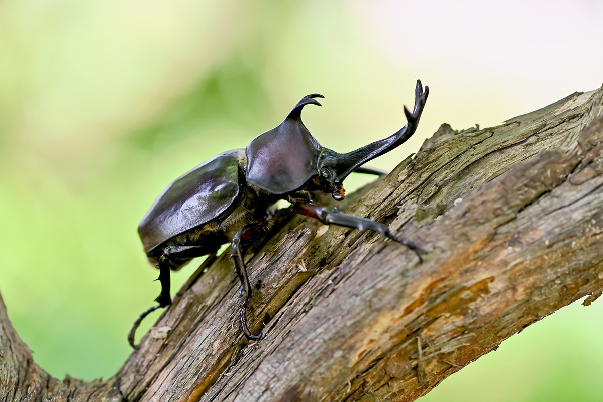 カブトムシの飼い方を初心者向けに解説!必要なものや注意点など幼虫・成虫の育て方まとめの画像02
