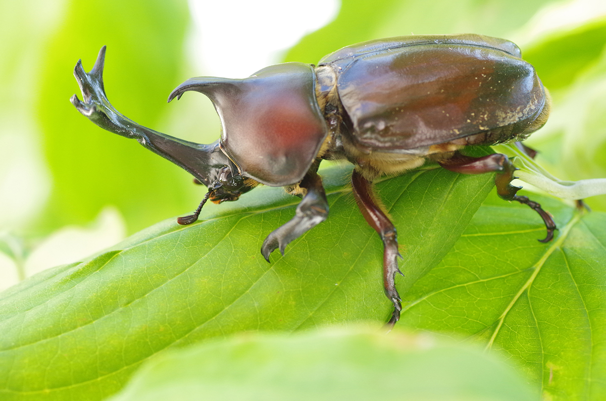 カブトムシの飼い方を初心者向けに解説!必要なものや注意点など幼虫・成虫の育て方まとめの画像04