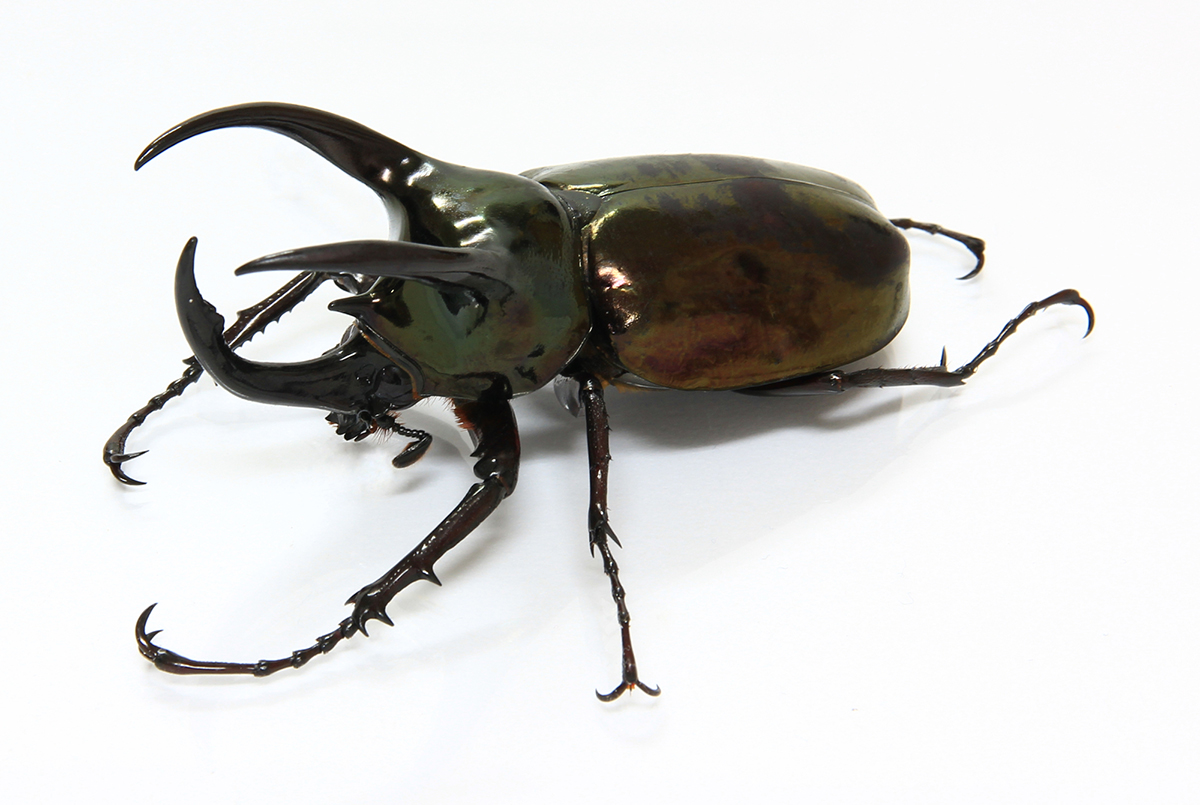 カブトムシの飼い方を初心者向けに解説!必要なものや注意点など幼虫・成虫の育て方まとめの画像06