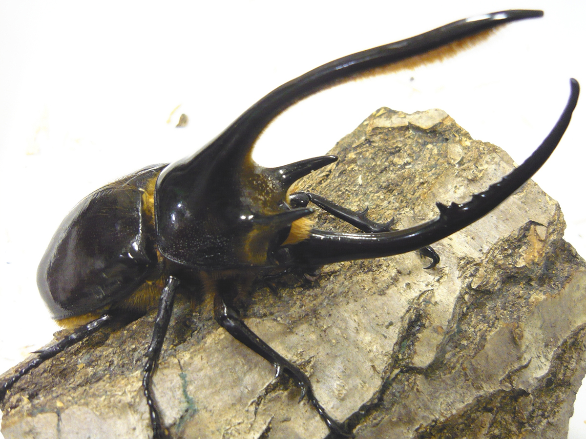 カブトムシの飼い方を初心者向けに解説!必要なものや注意点など幼虫・成虫の育て方まとめの画像07
