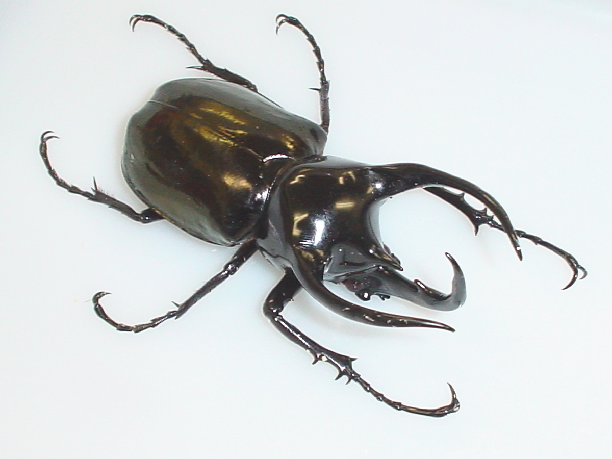 カブトムシの飼い方を初心者向けに解説!必要なものや注意点など幼虫・成虫の育て方まとめの画像08