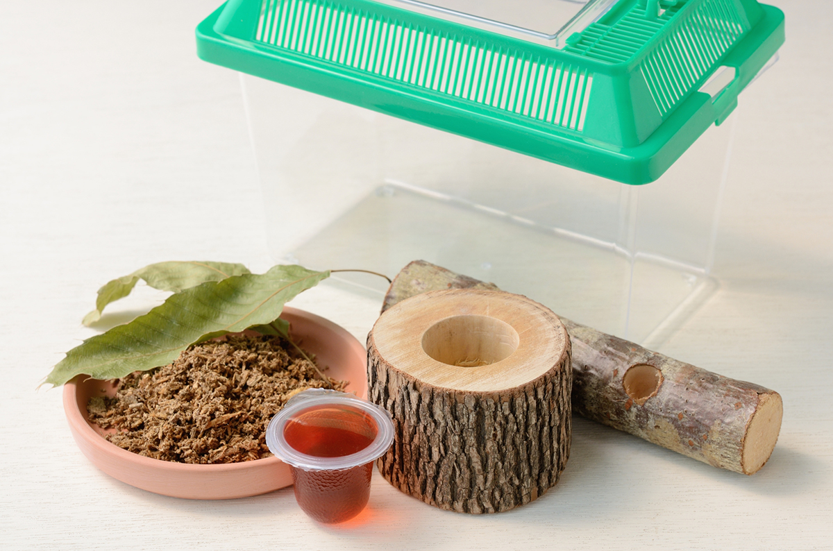 カブトムシの飼い方を初心者向けに解説!必要なものや注意点など幼虫・成虫の育て方まとめの画像10