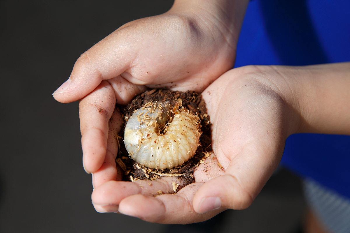 カブトムシの飼い方を初心者向けに解説!必要なものや注意点など幼虫・成虫の育て方まとめの画像11