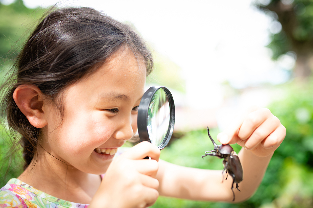カブトムシの飼い方を初心者向けに解説!必要なものや注意点など幼虫・成虫の育て方まとめの画像12