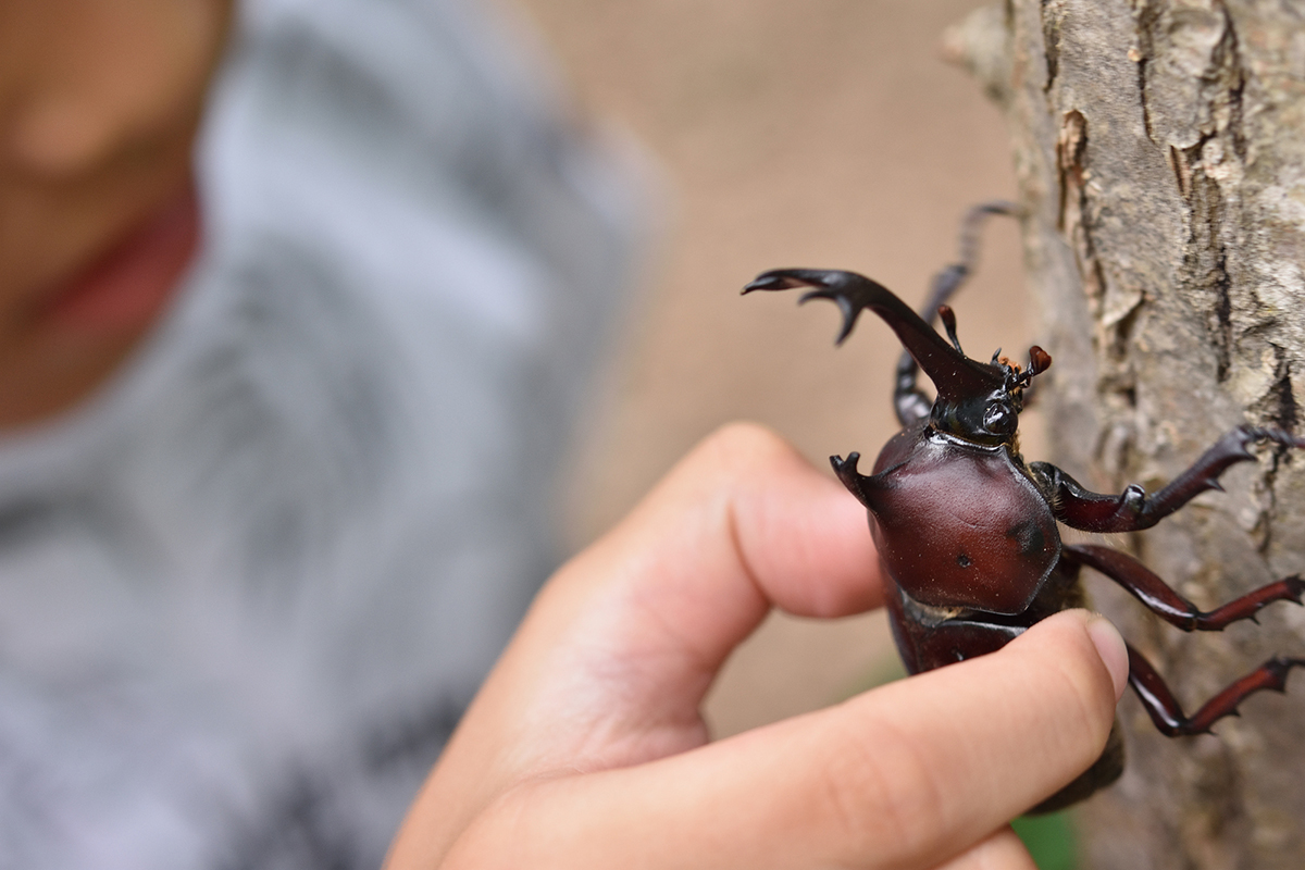 カブトムシの飼い方を初心者向けに解説!必要なものや注意点など幼虫・成虫の育て方まとめの画像13