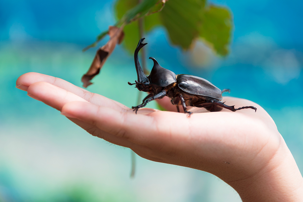 カブトムシの飼い方を初心者向けに解説!必要なものや注意点など幼虫・成虫の育て方まとめの画像15