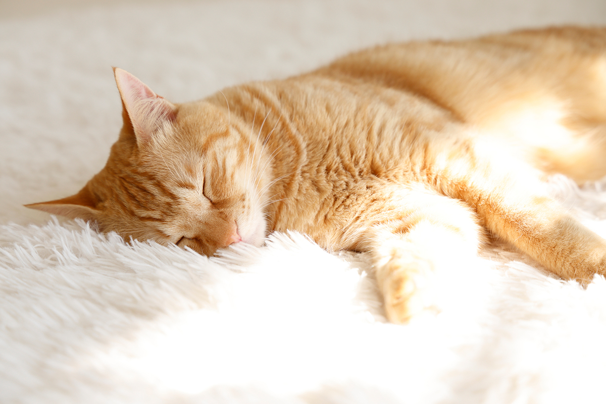 猫の種類ランキングTOP15!猫好きに人気の猫種は?魅力や選び方も紹介の画像02