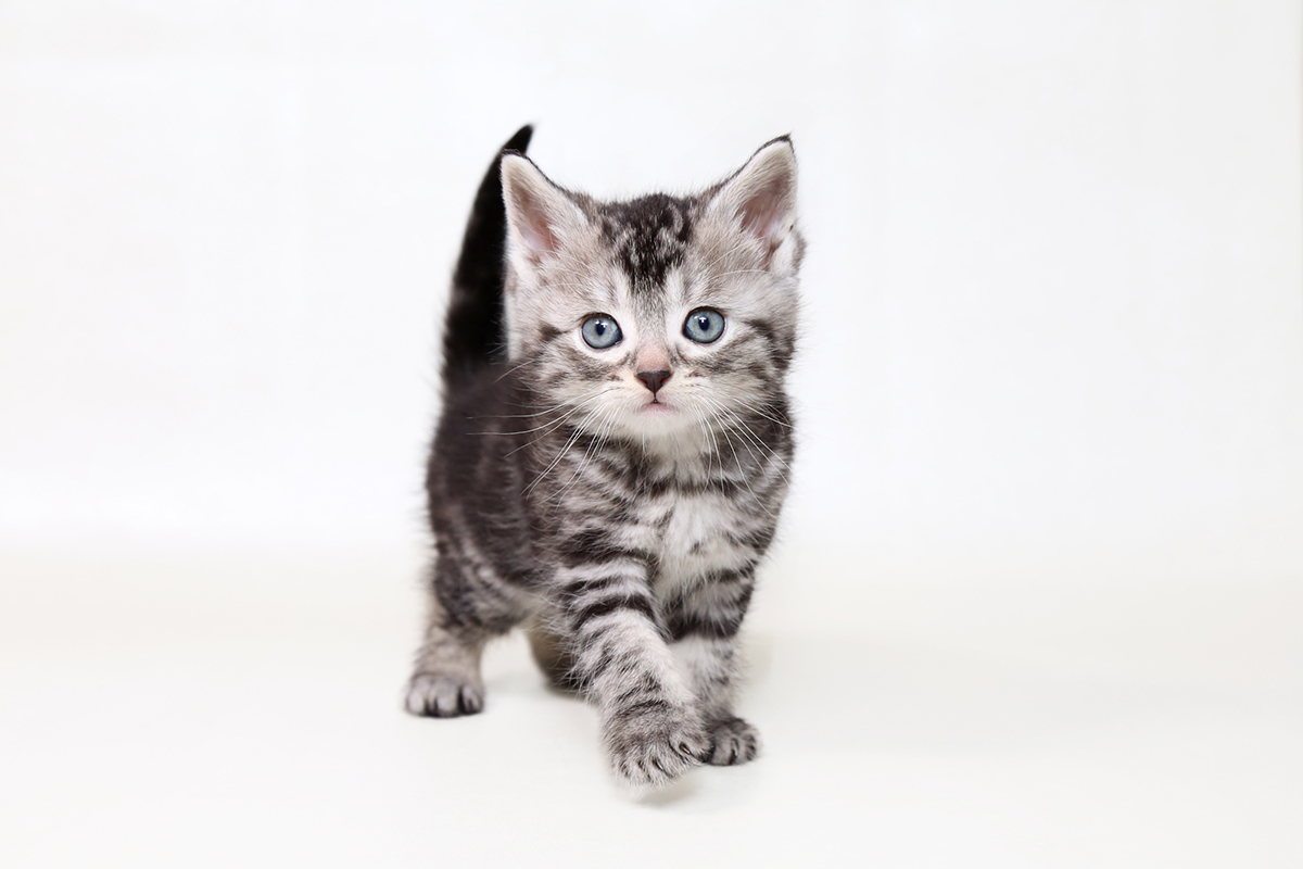猫の種類ランキングTOP15!猫好きに人気の猫種は?魅力や選び方も紹介の画像04