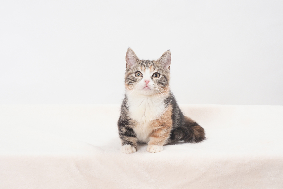 猫の種類ランキングTOP15!猫好きに人気の猫種は?魅力や選び方も紹介の画像05