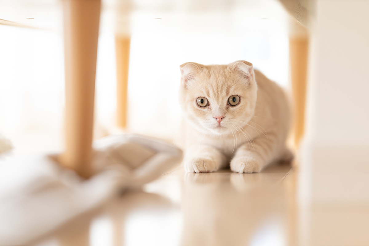 猫の種類ランキングTOP15!猫好きに人気の猫種は?魅力や選び方も紹介の画像06