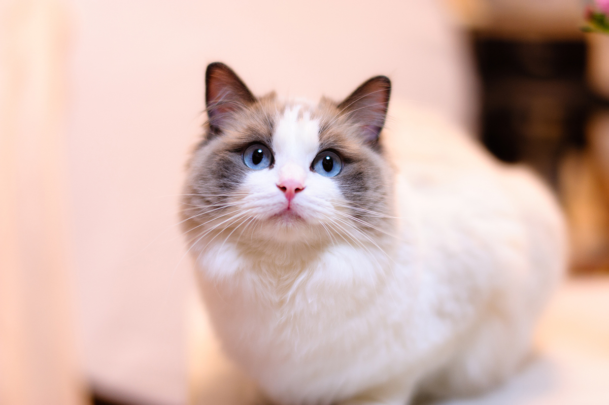 猫の種類ランキングTOP15!猫好きに人気の猫種は?魅力や選び方も紹介の画像08