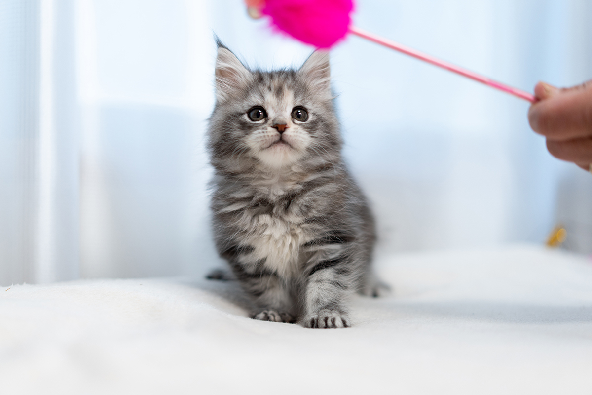猫の種類ランキングTOP15!猫好きに人気の猫種は?魅力や選び方も紹介の画像09