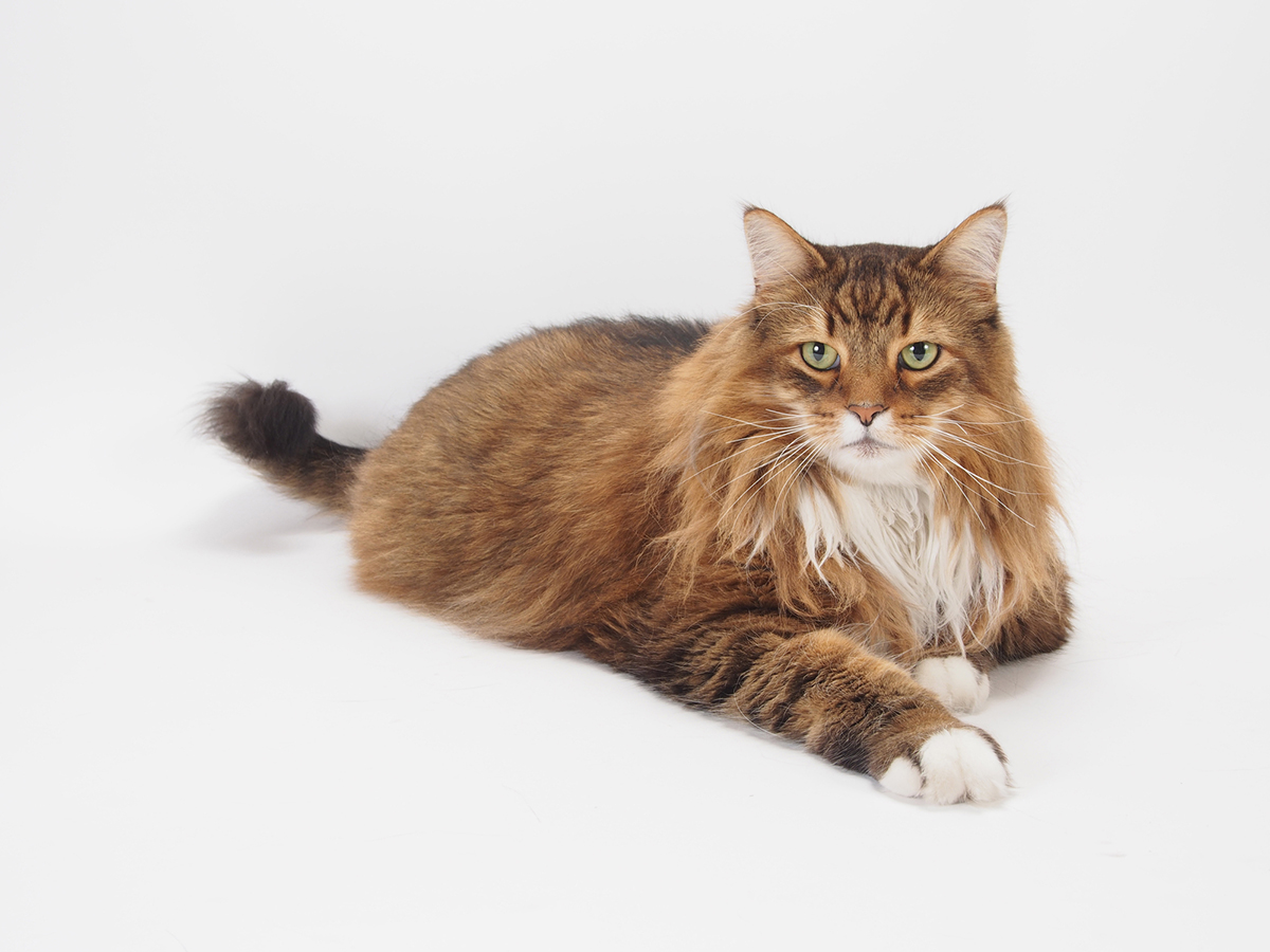 猫の種類ランキングTOP15!猫好きに人気の猫種は?魅力や選び方も紹介の画像10