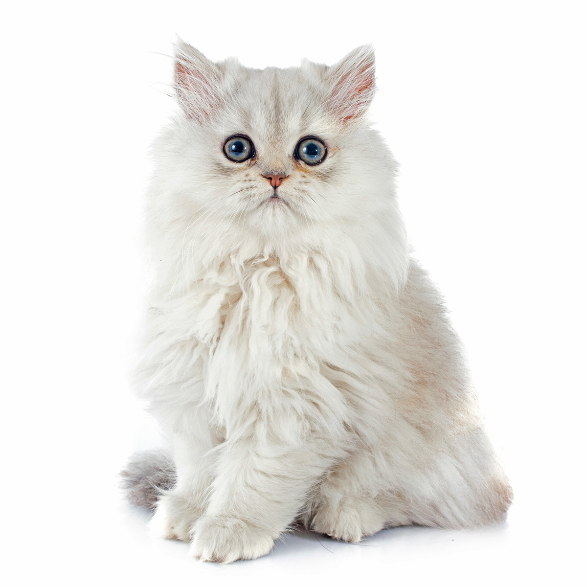 猫の種類ランキングTOP15!猫好きに人気の猫種は?魅力や選び方も紹介の画像11