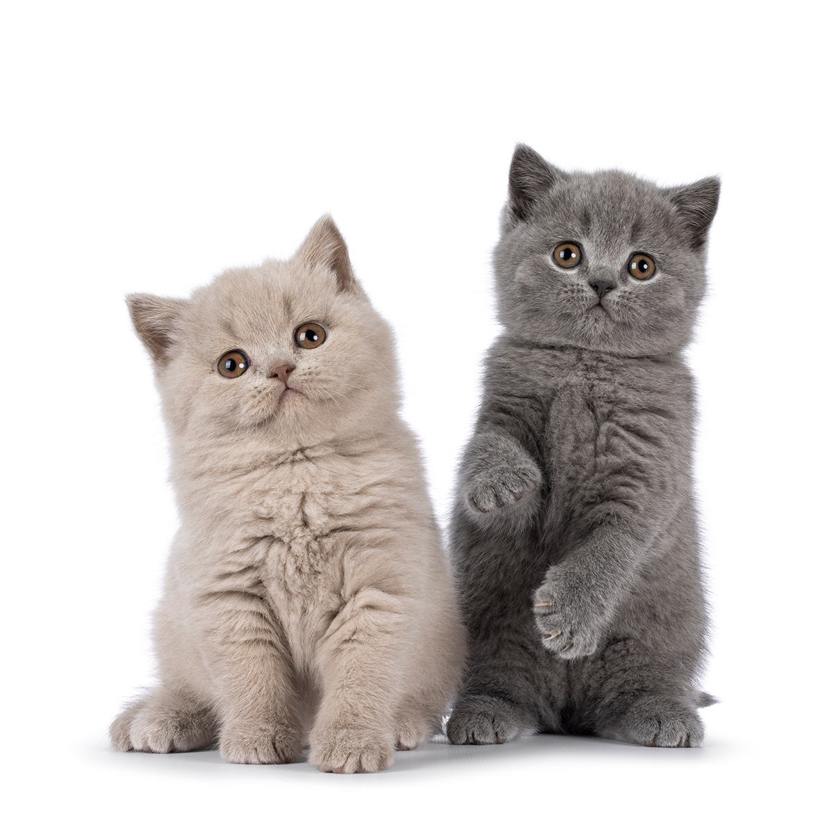 猫の種類ランキングTOP15!猫好きに人気の猫種は?魅力や選び方も紹介の画像12