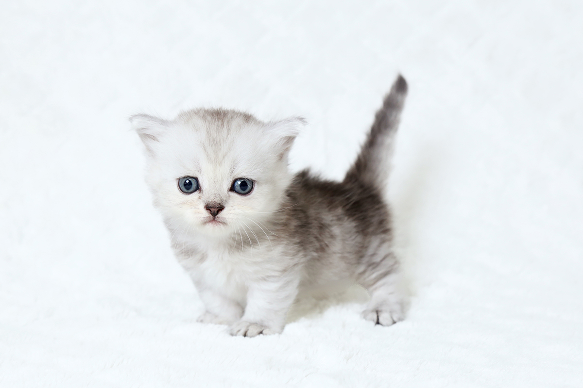 猫の種類ランキングTOP15!猫好きに人気の猫種は?魅力や選び方も紹介の画像13