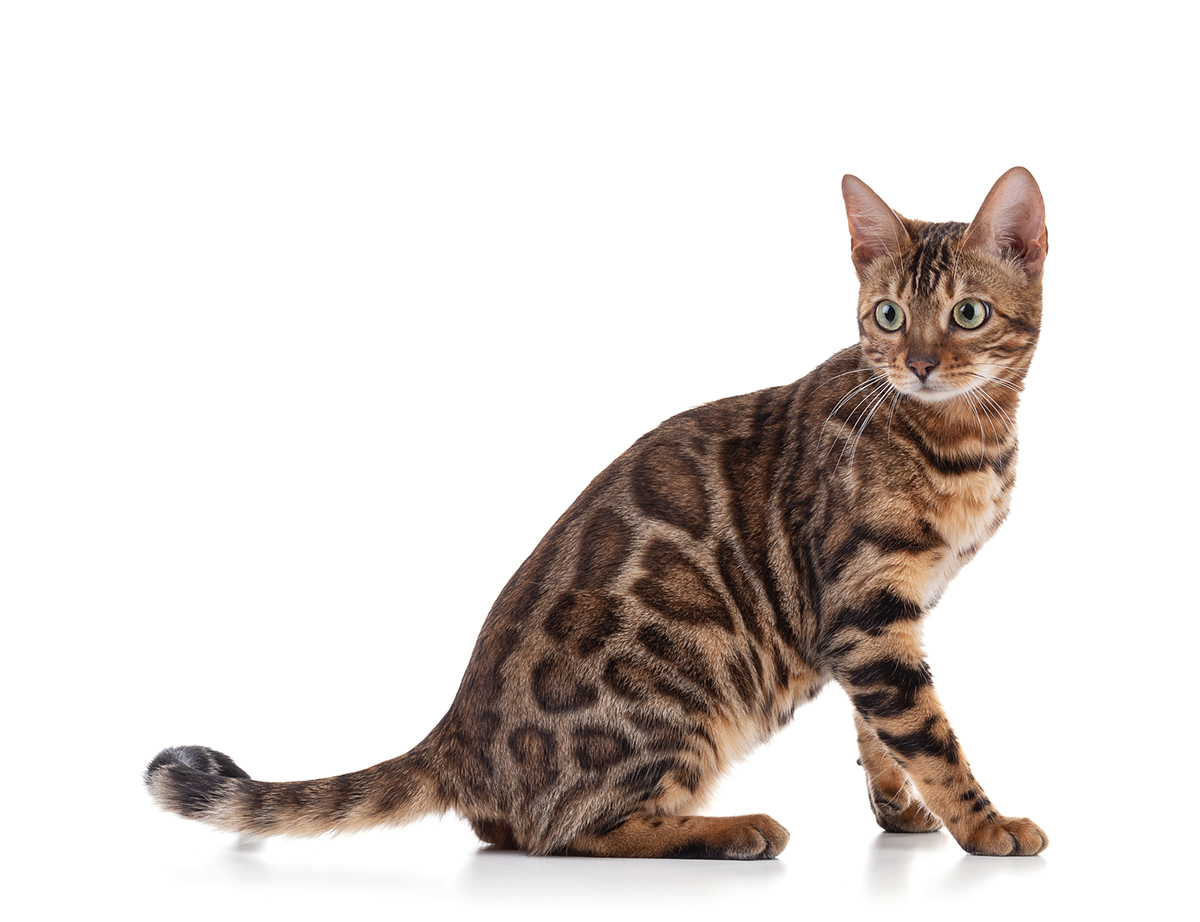 猫の種類ランキングTOP15!猫好きに人気の猫種は?魅力や選び方も紹介の画像14