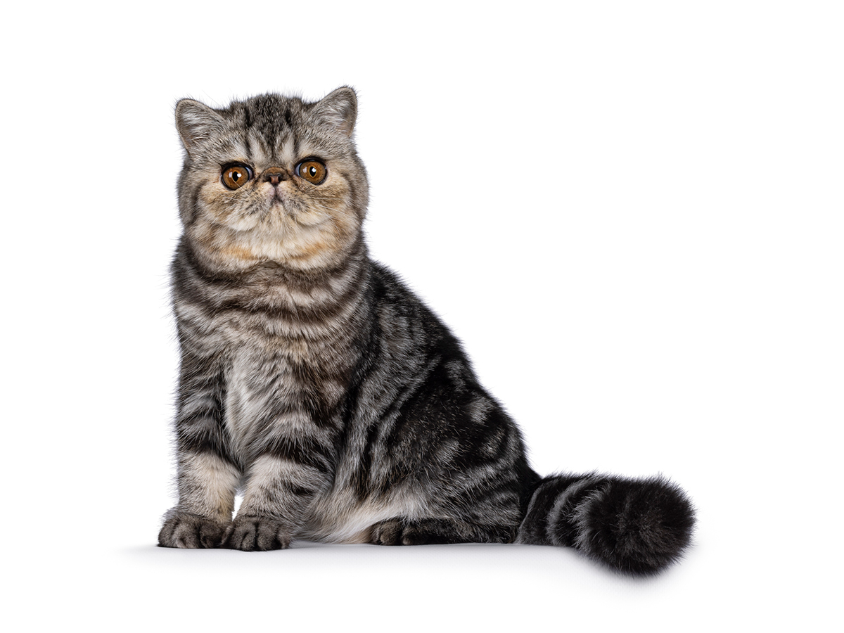 猫の種類ランキングTOP15!猫好きに人気の猫種は?魅力や選び方も紹介の画像15
