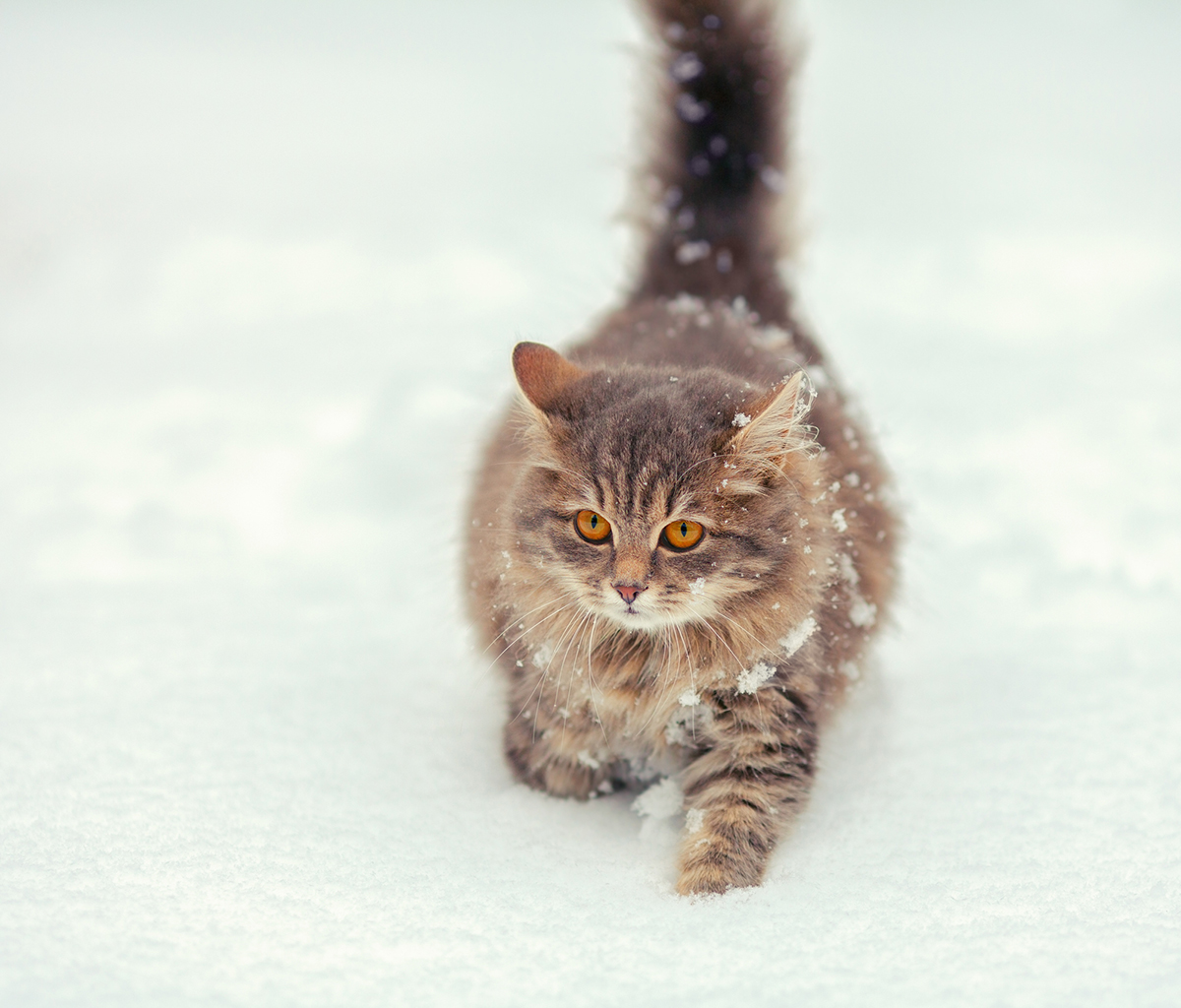 猫の種類ランキングTOP15!猫好きに人気の猫種は?魅力や選び方も紹介の画像16