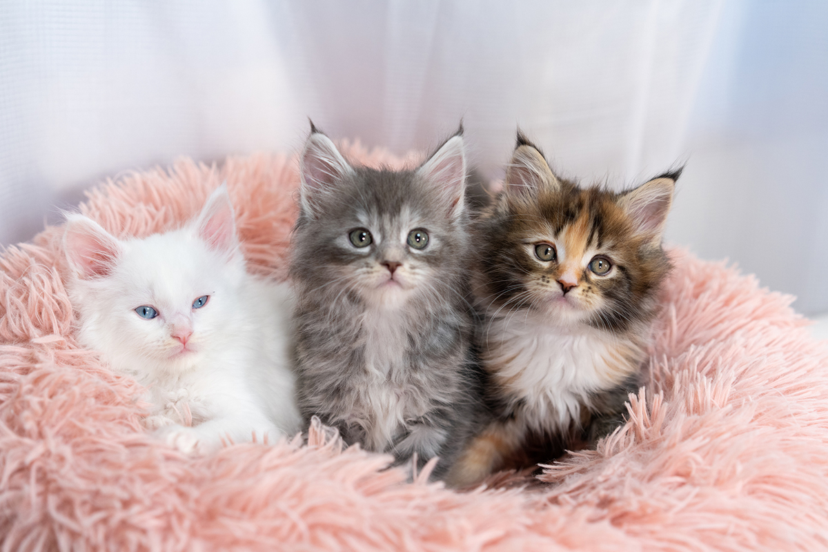 猫の種類ランキングTOP15!猫好きに人気の猫種は?魅力や選び方も紹介の画像20