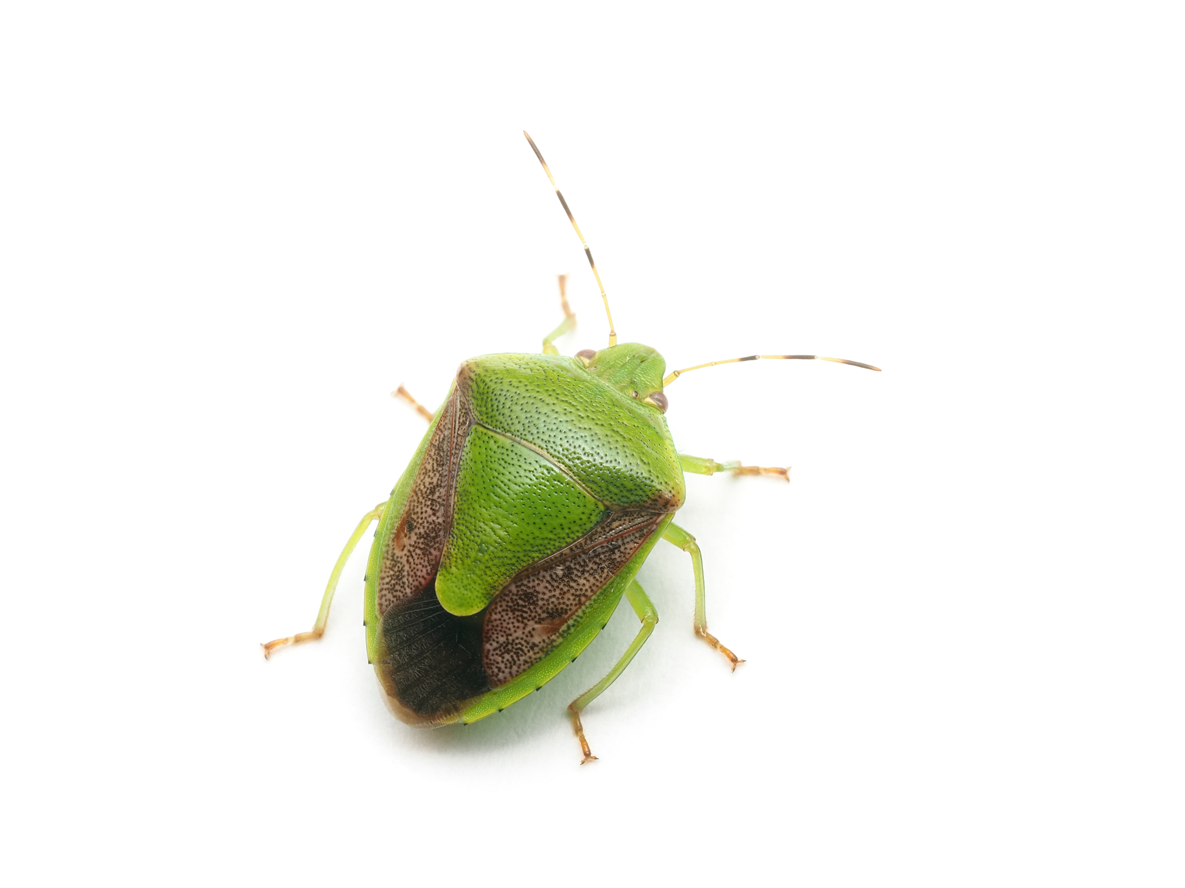 カメムシが寄ってくる原因は?絶対に寄せ付けない対策や侵入したカメムシの対処法も紹介!の画像01