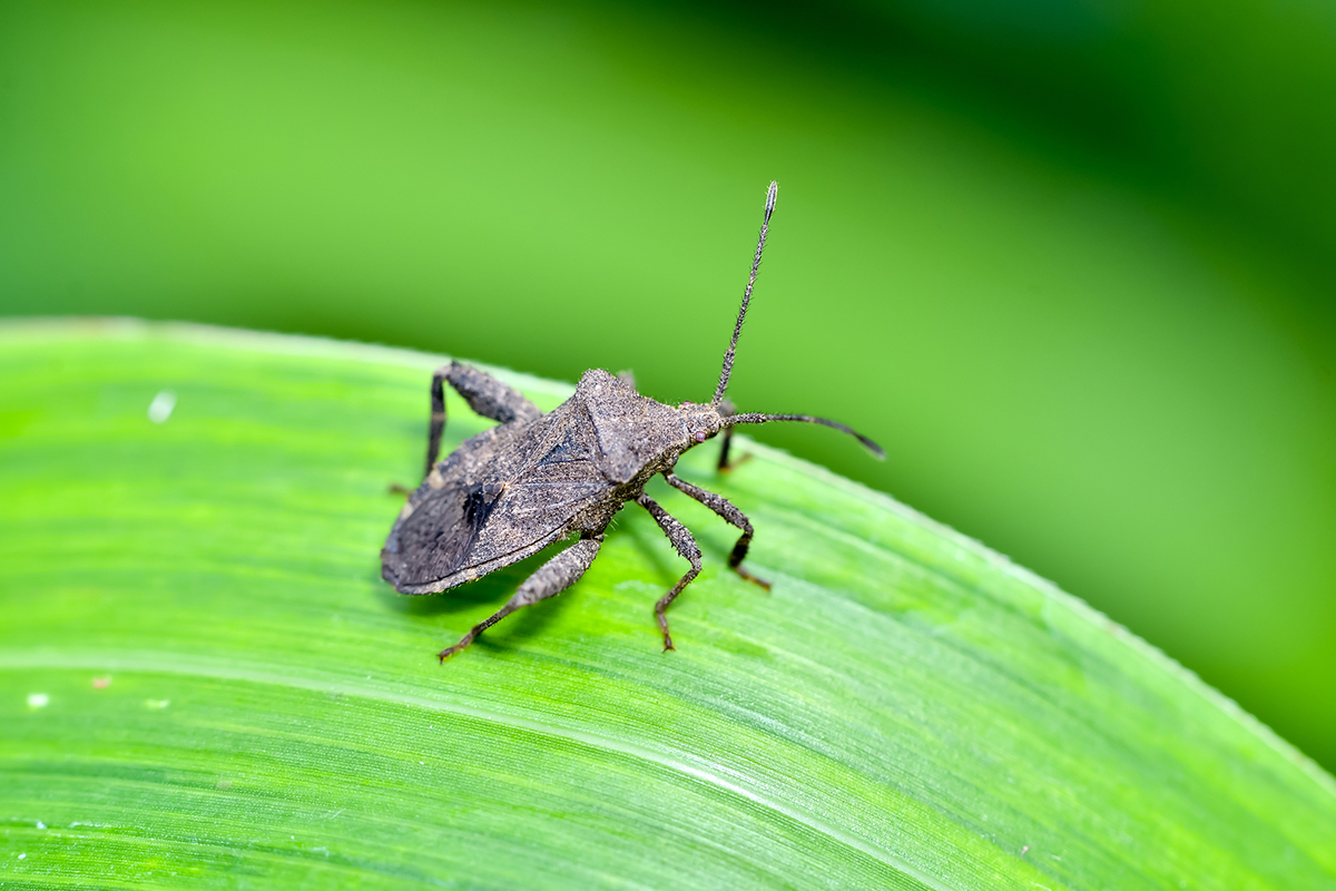 カメムシが寄ってくる原因は?絶対に寄せ付けない対策や侵入したカメムシの対処法も紹介!の画像17