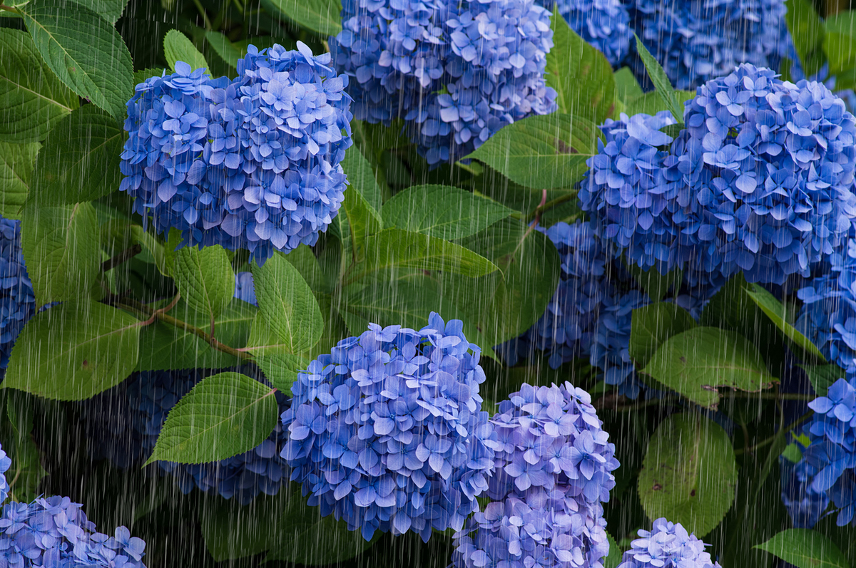 ナメクジの駆除方法は?おすすめの駆除剤や簡単にできる予防方法も紹介!【花壇・室内対応】の画像16