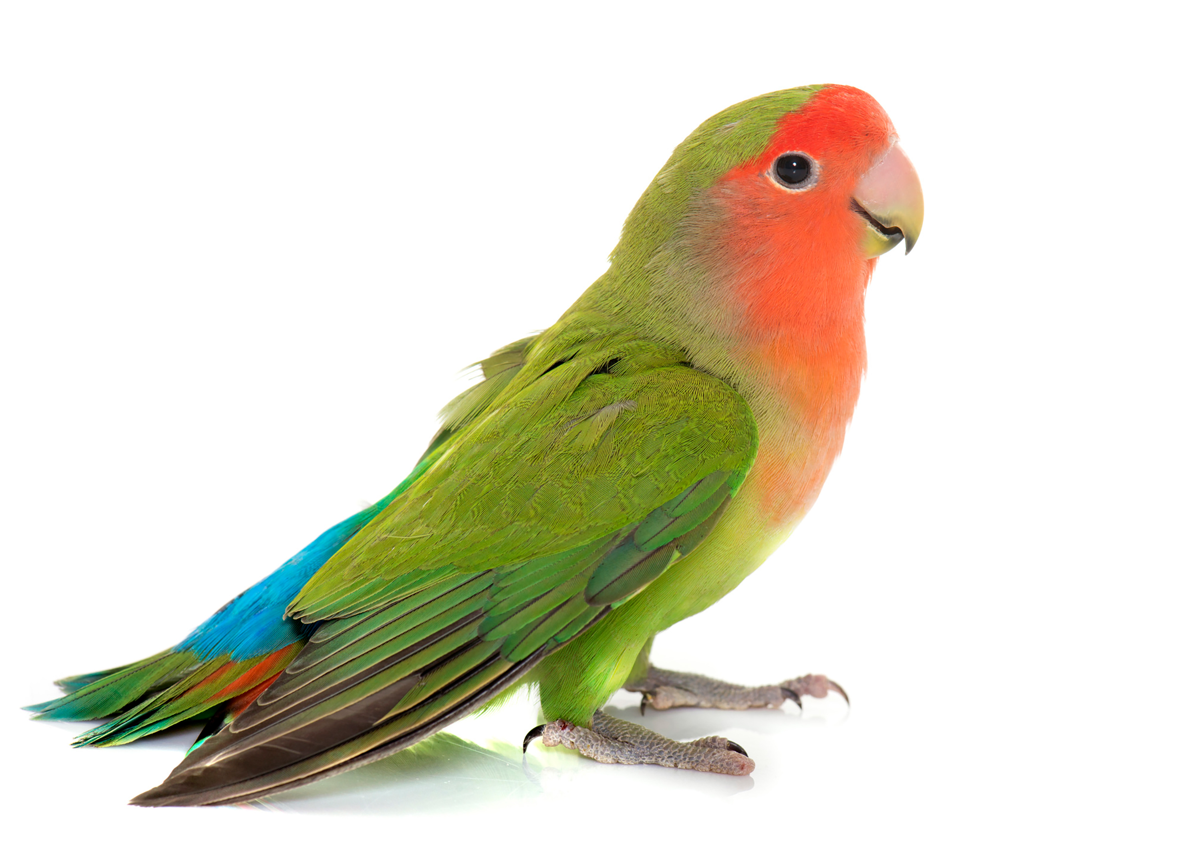 コザクラインコの平均寿命は10〜15年!長生きさせる飼い方のポイントを解説